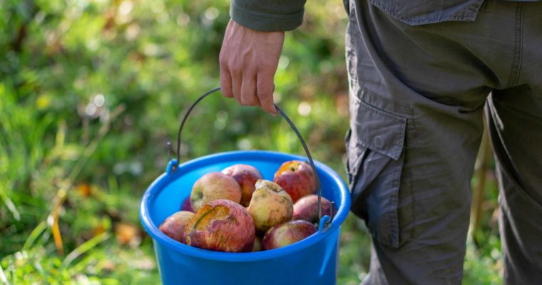 Dégustation de jus de pommes à la presse