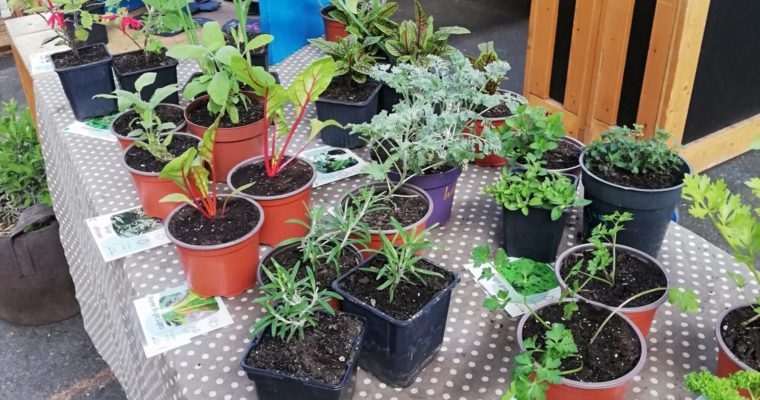 MARCHE PAYSAN : STAND DE PLANTS