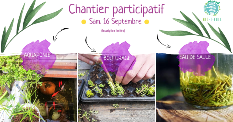 Aquaponie & Bouturage a l’eau de Saule (Chantier participatif 16 septembre)