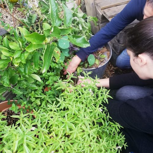 Deux personnes en train de jardiner qui apprennent l'agriculture urbaine pour réaliser un jardin