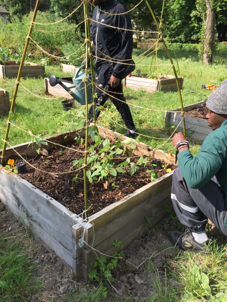 Plusieurs personnes en train de jardiner qui apprennent l'agriculture urbaine