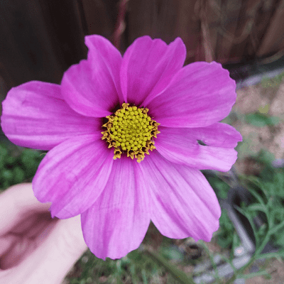 Une fleur de cosmos rose pour le projet de jardin sensoriel à Nantes