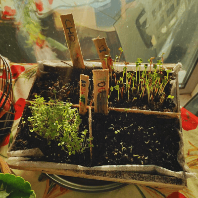 Réalisation d'un mini potager avec des micro pousses pour la réalisation d'un jardin