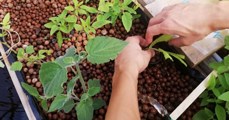 Journée découverte et initiation à l’agriculture urbaine